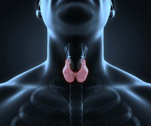 human-thyroid-gland-anatomy